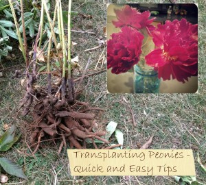 Transplanting Peonies – Quick and Easy Tips {Video}